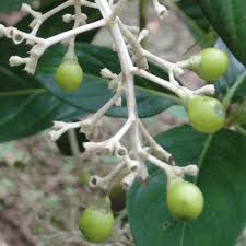 Image result for Gaertnera