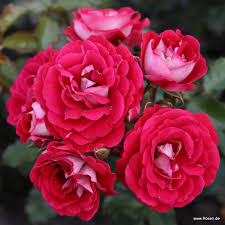 2 photos + texte perso. Corazon New Roses Rosen Kordes