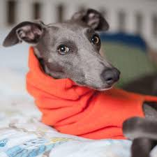 Fleece Snood For Whippets Dark Colours Redhound For Dogs Whippet Dog Jumpers Dogs