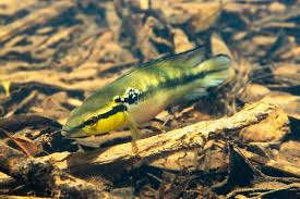 Image result for Lepidotrichilia