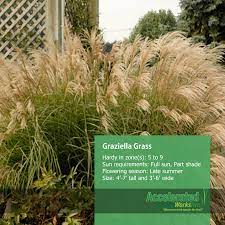 Graziella Japanese Silver Grass Landscape Projects Silver Grass Backyard Garden