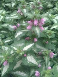 Check spelling or type a new query. What Is This Plant Found In The Uk With Green And White Leaves With Purple Flowers Gardening Landscaping Stack Exchange