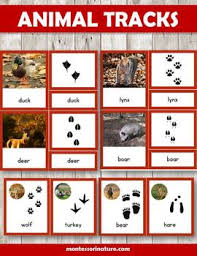 Mindfulness is a superpower that your students can master with just five minutes practice a day. Animal Tracks Worksheets Teaching Resources Teachers Pay Teachers