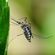 We pride ourselves in providing high quality organic lawn fertilization and pest control and serve all of york, lancaster and nearby cities in pa. Hilliard Ohio Bio Green Ohio