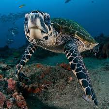 Image result for Inhambanella