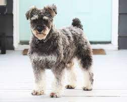 Mini Schnauzer Facts Big Beards With An Ever Bigger Personality