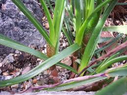 Image result for Aloe inyangensis
