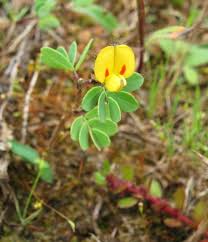 Image result for Smithia