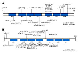 A molecule of dna consists of two chains that are wrapped during translation, mrna is converted to protein. Scielo Brasil Cockayne Syndrome The Many Challenges And Approaches To Understand A Multifaceted Disease Cockayne Syndrome The Many Challenges And Approaches To Understand A Multifaceted Disease