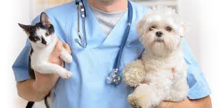 We hope your pet never needs us for an emergency however, common emergencies relate to car accidents, heart conditions, poisoning and a range of injuries. St Louis Mo Emergency Animal Hospital Emergency Critical And Specialty Care