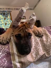 We have blues,blue harles,and black and white harlequins. Dis Is Baby Luca 9 Week Great Dane Puppy Came With Ears Cropped Please No Hate On It I Don T Like It Either Ty Rarepuppers