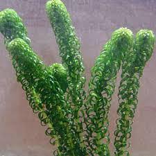 Image result for Lagarosiphon muscoides
