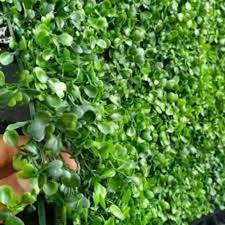 We did not find results for: Distributor Rumput Sintetis Hiasan Dinding Konstruksi Dan Taman 808673454