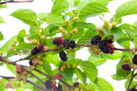 Black mulberry tree morus nigra seeds. Growing Conditions For A Mulberry Tree