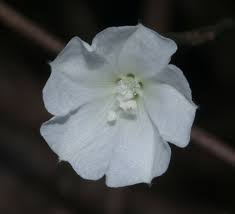 Image result for Aniseia martinicensis