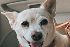 Fundraiser for Amber Cantrell by Debbie Summers : Help Amber Cover Paco's  Emergency Vet Bill