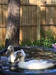 Cost me only around $250 us dollar for a. Do Ducks Need A Pond Duck Pond Ideas The Cape Coop