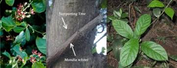 Image result for Mondia ecornuta
