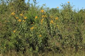 Image result for Sphaeranthus flexuosus