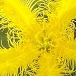 Image result for Nymphoides thunbergiana