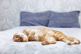 How long should you nap? Benefits Of Meditating Before Bed Especially Now As We Endure Lockdowns Meditation Can Help You Relax And Sleep Buddha Weekly Buddhist Practices Mindfulness Meditation