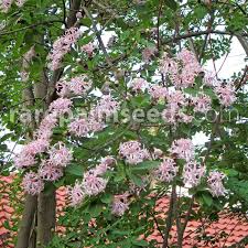 Image result for Dais cotinifolia