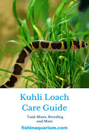 kuhli loach care guide tank mates breeding and more 2020 in 2021 fresh water fish tank fish tank freshwater aquarium