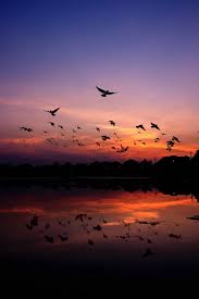 Ducks mallards bird flight flying bird silhouettes birds sky sunset anas duck flying birds background silhouette of bird flying falcon wingspan birds swallow bird silhouette vector. 20 000 Best Birds Flying Photos 100 Free Download Pexels Stock Photos