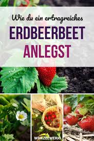 Der Komplette Erdbeer Guide Erdbeeren Pflanzen Anbauen Und Ernten Wurzelwerk Erdbeeren Pflanzen Erdbeeren Anbauen Erdbeeren Garten