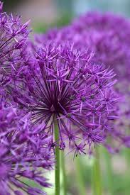 30 Most Beautiful Flowers In The World A Z Hd Images Jessica Paster Schone Blumen Beste Blumen Lila Blumen