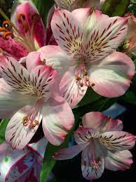 Pink Lily Botanical Flowers Macro Photography Flowers Amazing Flowers