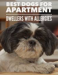 best dog breeds for apartments allergies apartment dogs hypoallergenic dog breed dog allergies