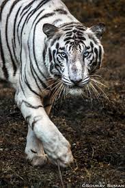 White Tiger Pet Tiger White Tiger Black Jaguar Animal