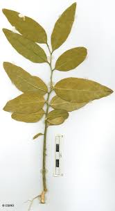 Image result for Opilia amentacea