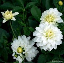 However, houston is also a great place to consider hiring a local flower delivery service. 78 White Annuals Ideas Plants Moon Garden White Gardens