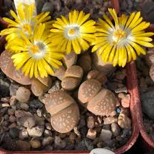 The bcss has about 3,000 members and this includes a whole range of interests from. This British Cactus Succulent Society Glasgow Branch Facebook