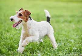 Trainpetdog.com has been visited by 10k+ users in the past month á… Foxterrier Drahthaar Wire Verhalten Charakter Haltung