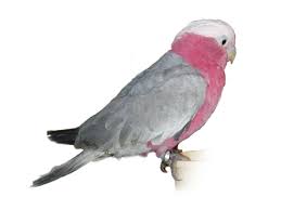 モモイロインコ ペットショップのコジマ