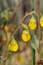 Image result for Hermannia floribunda