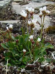 Image result for Cardamine obliqua