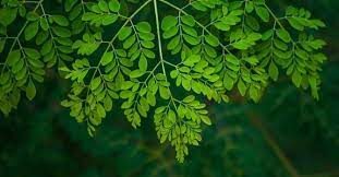 Why To Avoid Moringa Leaves During Karkidakam Drumstick Leaves Food Manorama English