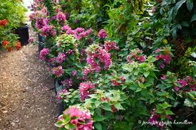 Image result for Bougainvillea