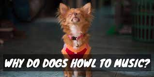 Why Do Dogs Howl To Music Musical Mutts Dogs And Treats