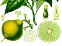 Epingle Sur Bergamote Bergamot Citrus Bergamia Huile Essentielle Hydrolat Aromatherapie