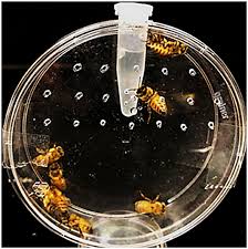 Pest control isn't an easy job, so go to the interview understanding what motivates you. Frontiers Emerald Ash Borer Specific Gene Silencing Has No Effect On Non Target Organisms Agronomy