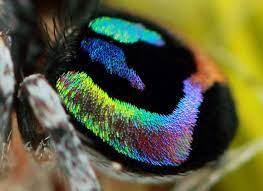 Maratus Robinsoni Salto De Arana Jumping Spider Spider Incredible Creatures