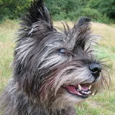 Image result for cairn teriér