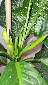 Dieffenbachia