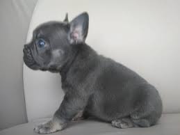 11 weeks champion bloodline& sired: French Bulldog For Sale In The City Of Karlsruhe Germany Price 473 Announcement 733