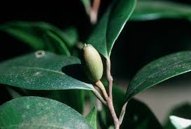 Image result for Chrysophyllum